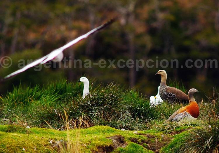 La faune d'Ushuaia La faune d'Ushuaia