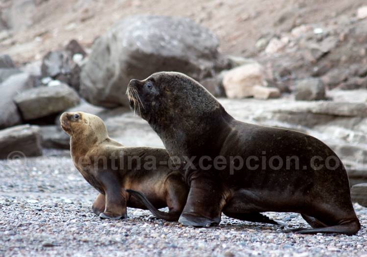 Lions de mer Lions de mer