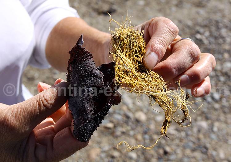 Algues de Bahia Bustamante Algues de Bahia Bustamante