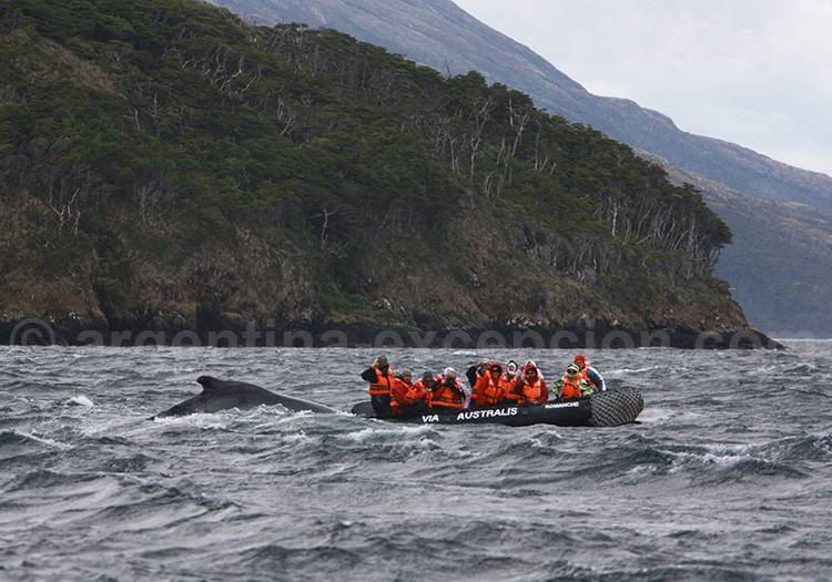 Rencontre avec les baleines au Cap Horn rencontre avec les baleines au cap horn