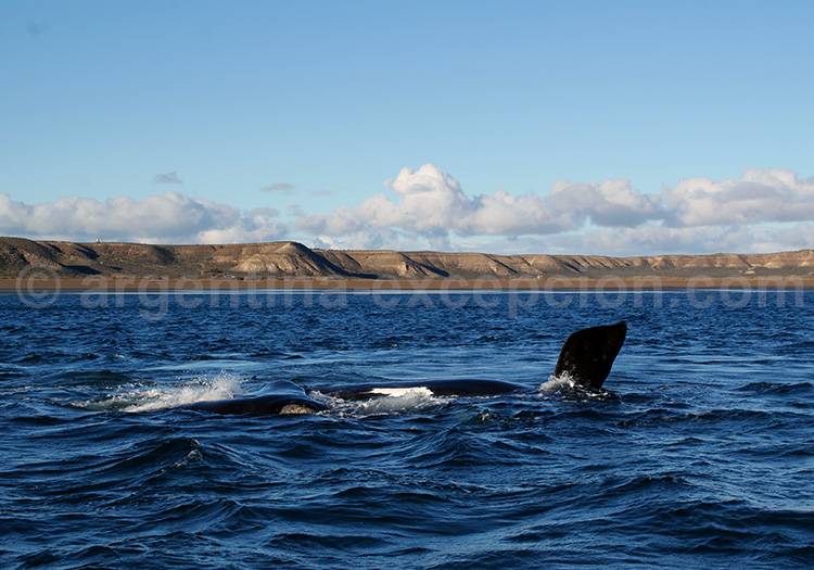 Baleine franche australe à Valdés Baleine franche australe à Valdés