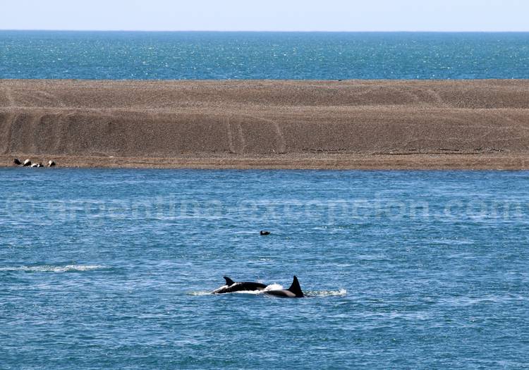 Caleta Valdes Caleta Valdes
