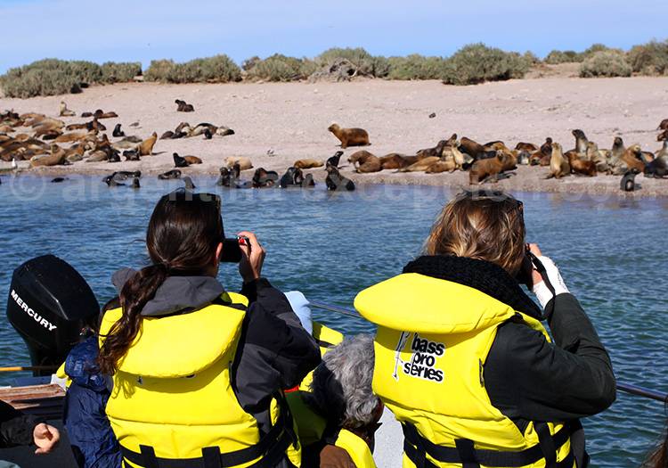 Observation d'éléphants de mer, Puerto Madryn Observation d'éléphants de mer, Puerto Madryn