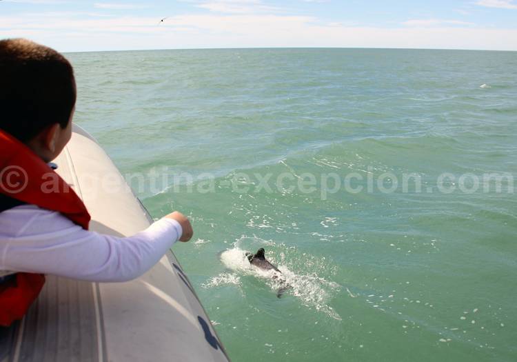 Excursion nautique dauphins de Commerson, Rawson Excursion nautique dauphins de Commerson, Rawson