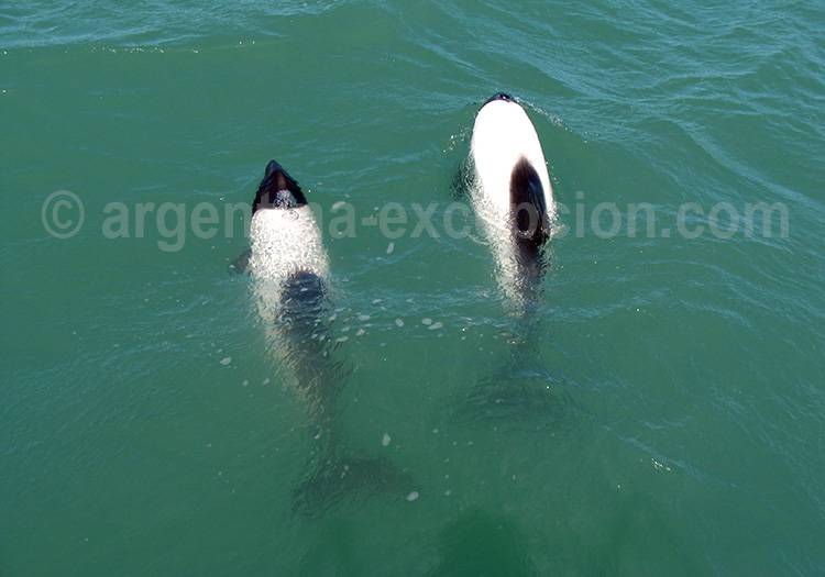 Tonina, Rawson Tonina, Rawson