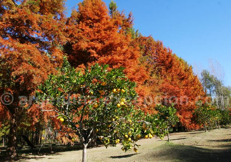 Arbres fruitiers, Delta du Parana Arbres fruitiers, Delta du Parana