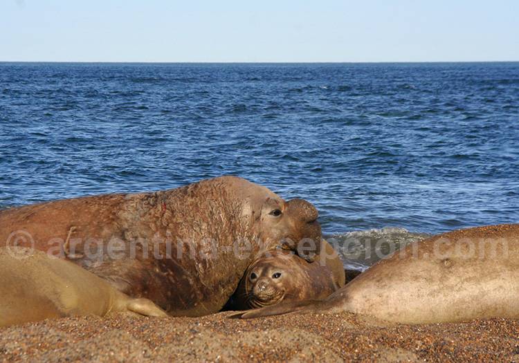 Eléphant de mer, péninsule Valdés Eléphant de mer, péninsule Valdés