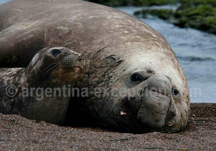 Eléphant de mer, crédit Ann Von Rossem Eléphant de mer, crédit Ann Von Rossem