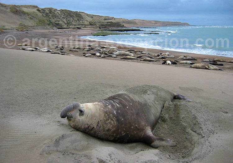 Eléphant de mer à Valdés Eléphant de mer à Valdés