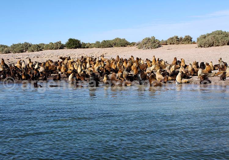 Circuits d'exception pour découvrir Puerto Madryn Circuits d'exception pour découvrir Puerto Madryn