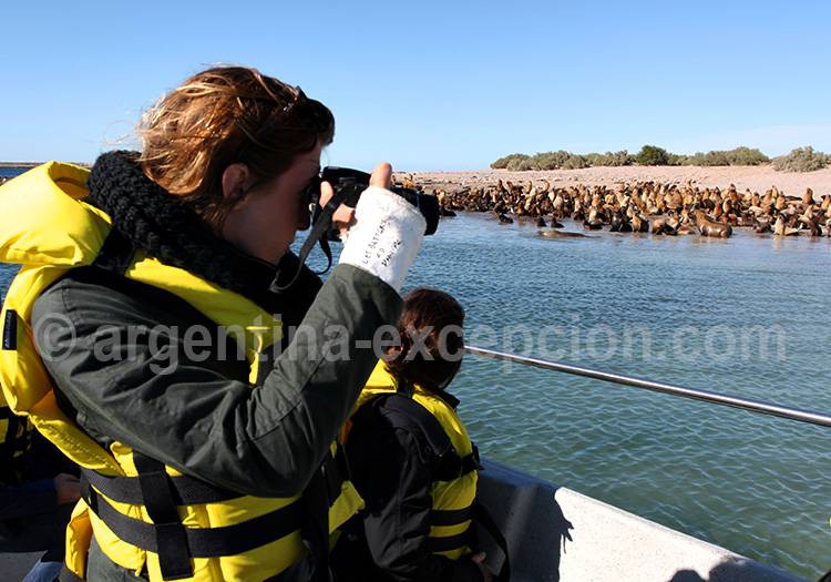 Lions de mer à Bahia Bustamente Lions de mer à Bahia Bustamente