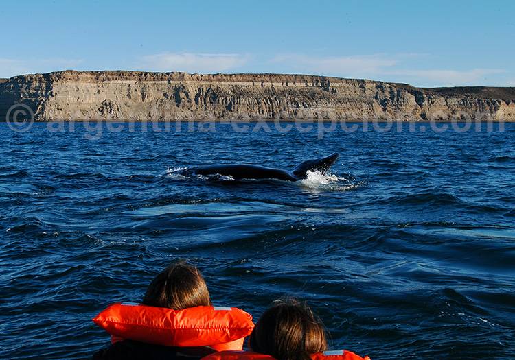 Excursion nautiques baleines dans le golfe Nuevo Golfe Nuevo
