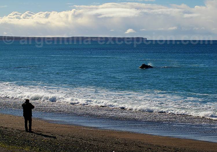 Baleine observée depuis la plage El Doradillo Baleine observée depuis la plage El Doradillo
