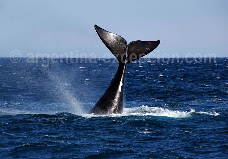 Une baleine à Puerto Piramides Une baleine à Puerto Piramides