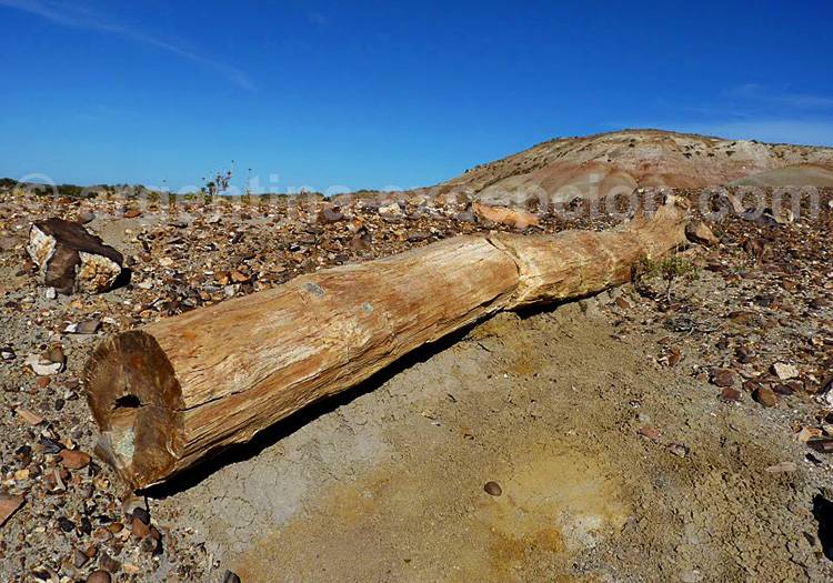 Excursion Forêt pétrifiée, estancia Bahia Bustamante Excursion Forêt pétrifiée, estancia Bahia Bustamante