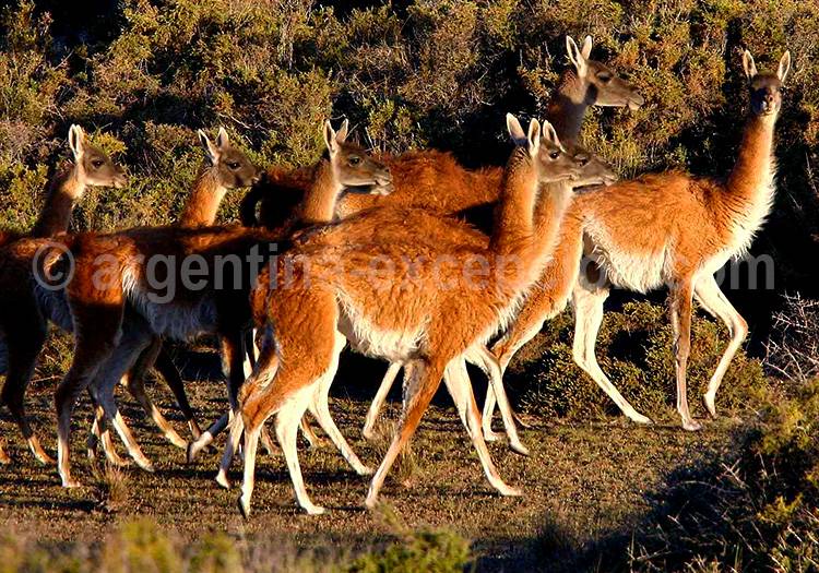 Guanacos - Crédit Ann Von Rossem Guanacos - Crédit Ann Von Rossem