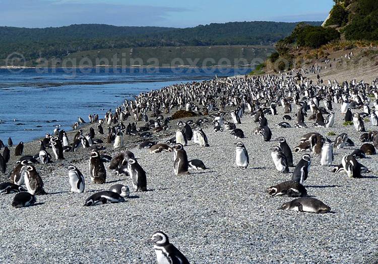 Île Martillo, Canal de Beagle Île Martillo, Canal de Beagle