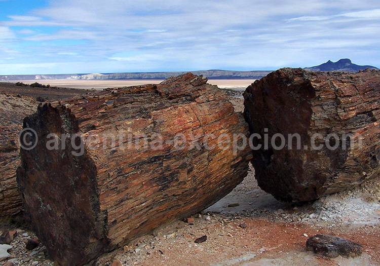 Forêt pétrifié de Jaramillo Forêt pétrifié de Jaramillo