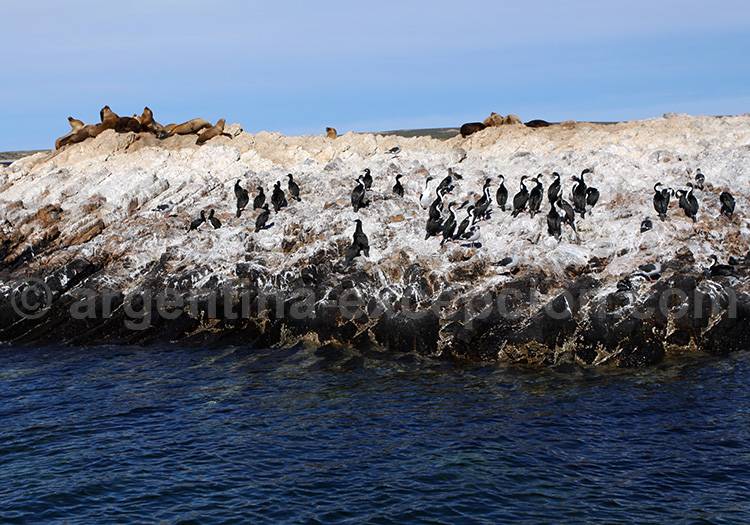 Excursion Lions de Mer, Bahia Bustamante Lions de Mer