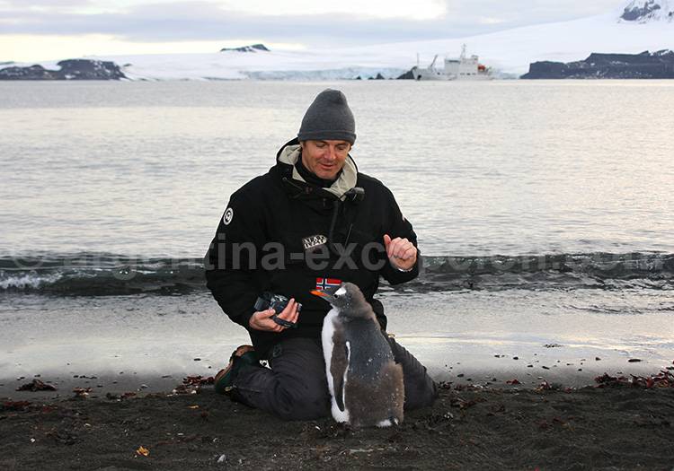 Manchot Papou, île Aitcho Manchot Papou, île Aitcho
