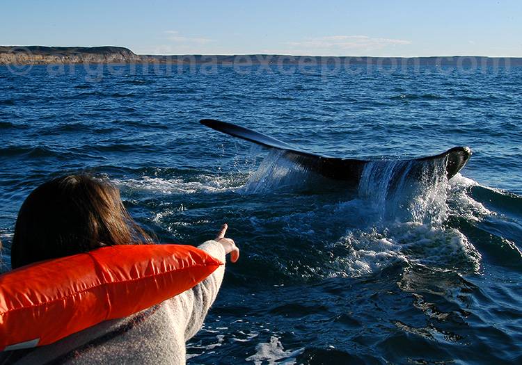 Excursion nautique – Baleine franche australe Excursion nautique - Baleine franche australe