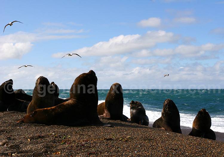 Excursion à Punta Norte Excursion à Punta Norte