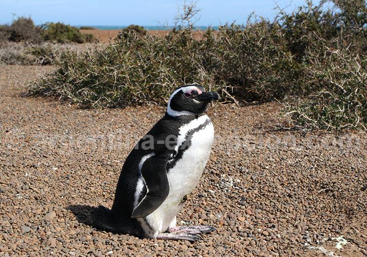 Réserve de Punta Tombo, Chubut, Patagonie Punta Tombo, Chubut, Patagonie