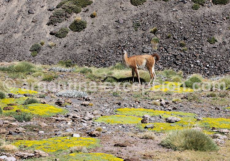 Faune du parc Aconcagua Faune du parc Aconcagua