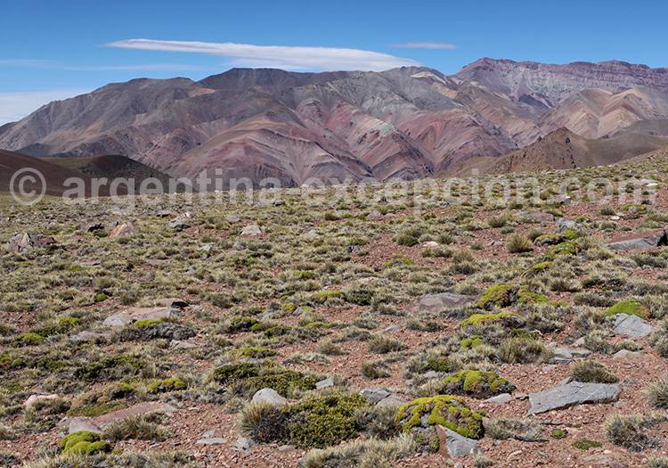 Flore de l'Aconcagua Flore de l'Aconcagua