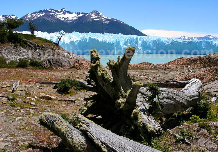 Glacier Perito Moreno, El Calafate Glacier Perito Moreno, El Calafate