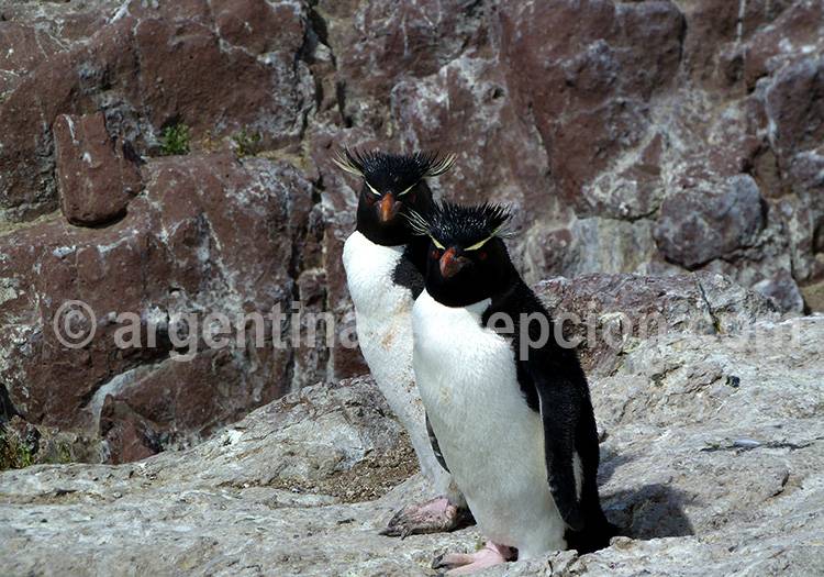 Manchot Gorfou, Isla Pinguino Manchot Gorfou, Isla Pinguino