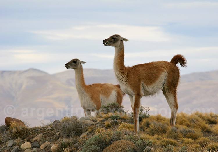 Les guanacos de Torres del Paine Les guanacos de Torres del Paine