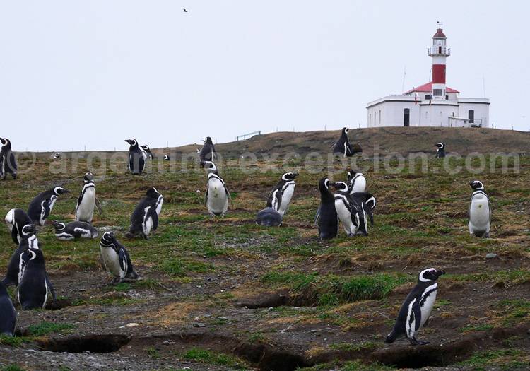 Isla Magdalena, Patagonie Isla Magdalena, Patagonie