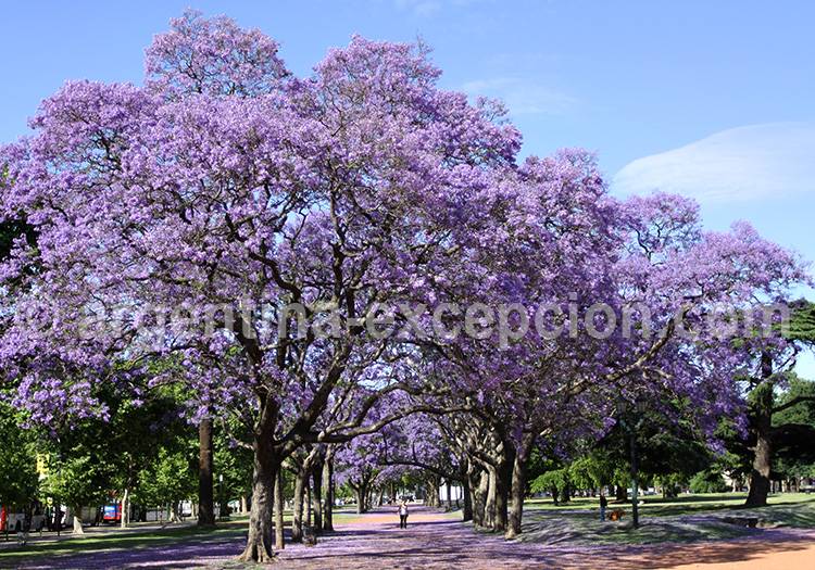 Jacarandas en fleur, Buenos Aires Jacarandas en fleur, Buenos Aires