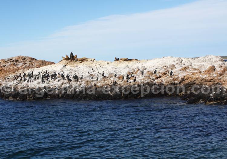 Lions de mer et cormorans, Bahia Bustamante Lions de mer et cormorans, Bahia Bustamante