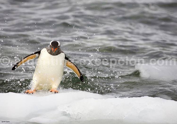 Manchot Papou - Crédit Julien Gayarre Manchot Papou - Crédit Julien Gayarre
