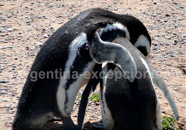 Manchots de Magellan, péninsule Valdés Manchots de Magellan, péninsule Valdés