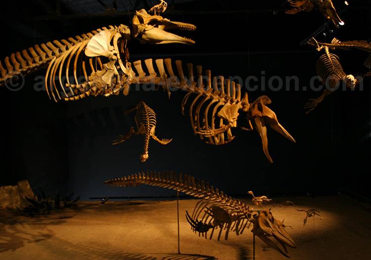 Musée Paléontologique Egidio Feruglio Musée Paléontologique Egidio Feruglio