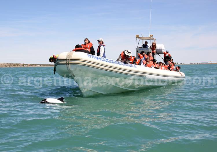 Observation de dauphins de Commerson, Rawson, Patagonie Observation dauphins Commerson, Rawson, Patagonie