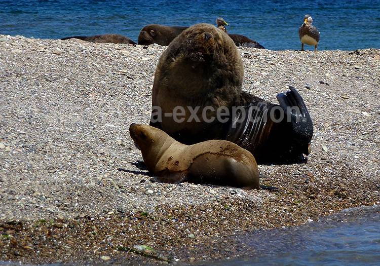 Parc Monte Leon, Patagonie Parc Monte Leon, Patagonie