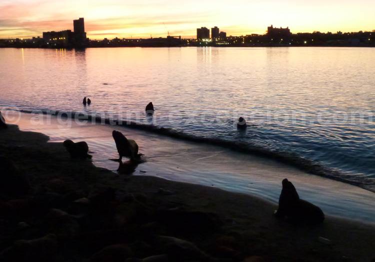 Réserve de lions de mer, escollera Sur, port de Mar del Plata Réserve de lions de mer, escollera Sur, port de Mar del Plata