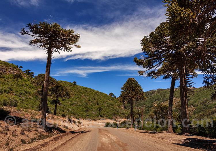 Roadtrip en Patagonie Roadtrip en Patagonie