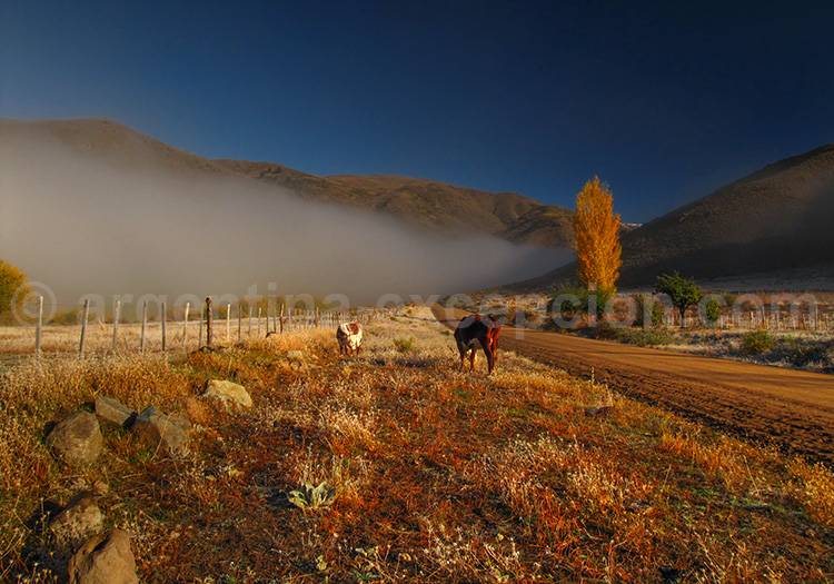 Sur la route 40 en Patagonie route 40 patagonie