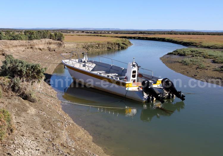 Safari nautique Bahia Bustamante, Patagonie Safari nautique Bahia Bustamante, Patagonie