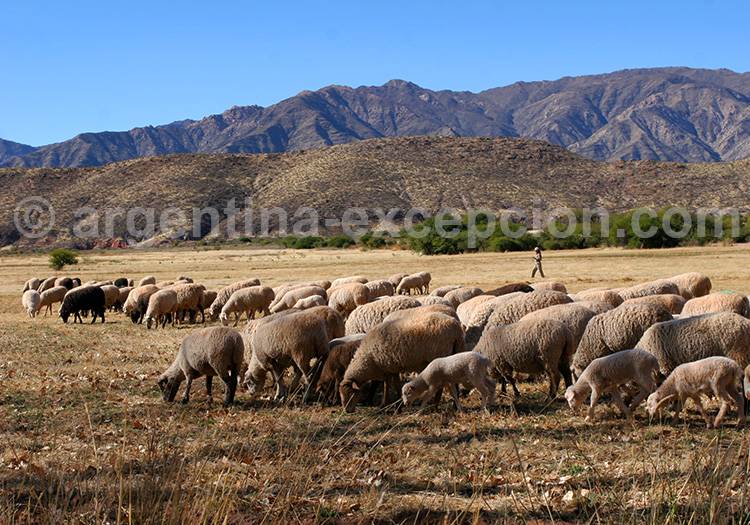 Séjour à Cachi, Salta Séjour à Cachi, Salta