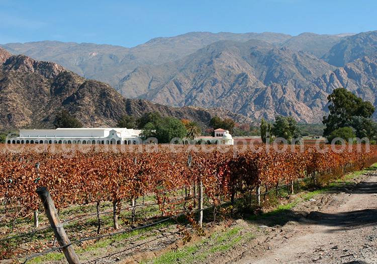 Que voir à Cafayate? Que voir à Cafayate?