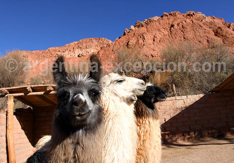 Quebrada de Humahuaca, Jujuy Quebrada de Humahuaca, Jujuy