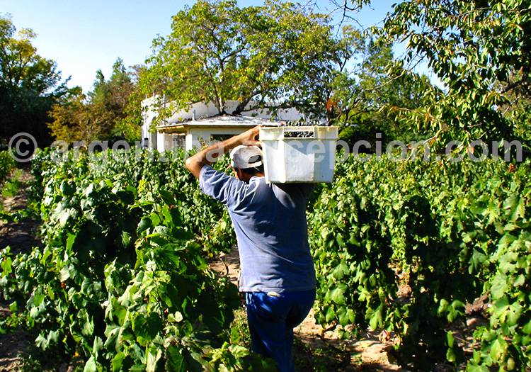 Route des vins, La Rioja, Argentine Route des vins, La Rioja, Argentine