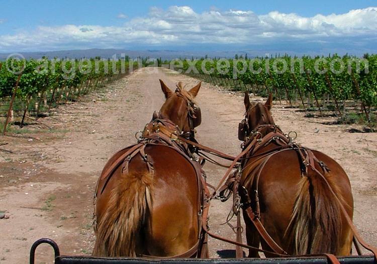 Balade à cheval avec la bodega Tapiz, Route 40 Balade à cheval avec la bodega Tapiz, Route 40