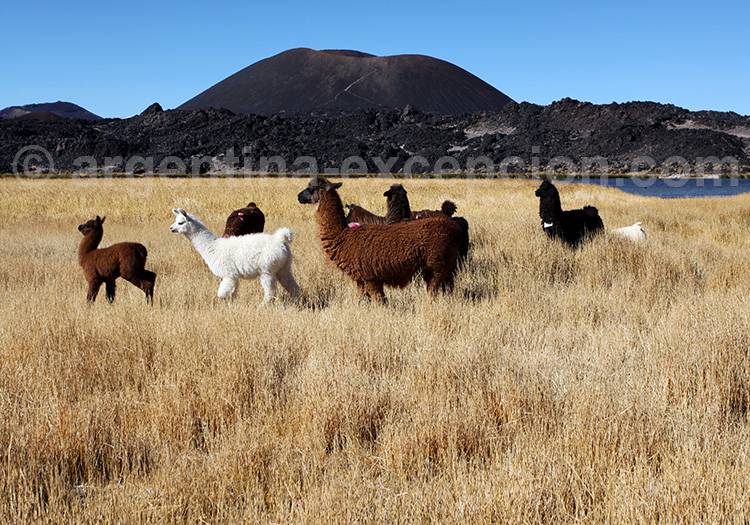 Volcan Antofagasta Volcan Antofagasta